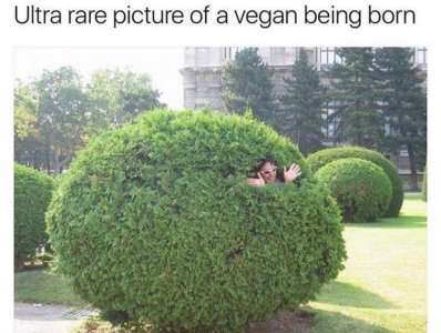 vegan birth.jpg