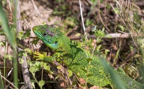 green lizard.jpg