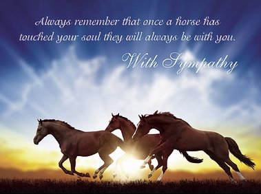 horse.jpg