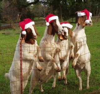 christmasgoats.jpg