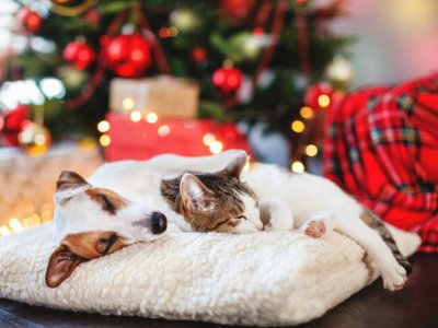cat and dog.xmas tree.jpg