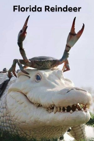 florida reindeer.jpg
