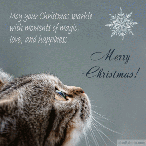 Christmas-cat-snowflake.gif