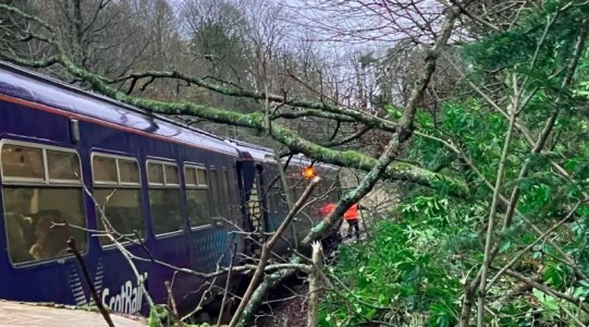 treedown.jpg