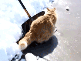 1733590793602.gif