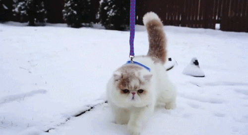 1733590894535.gif