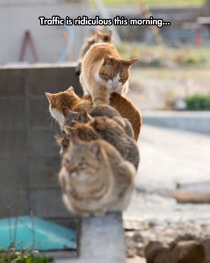 cattraffic.jpeg