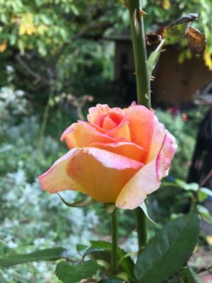 peach rose.jpg