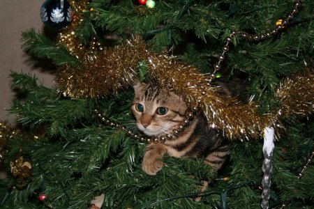 cat tree 0.jpg