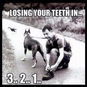 Hairbrained Hump Day Animal Memes To Fill You With Silly Energy.jpg