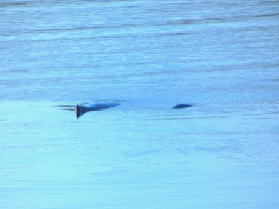Whales Spotted Just Off the Ship.jpg Whales Spotted Just Off the Ship.jpg