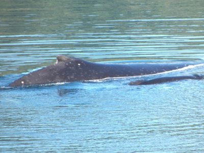 Whales Surfacing.jpg Whales Surfacing.jpg