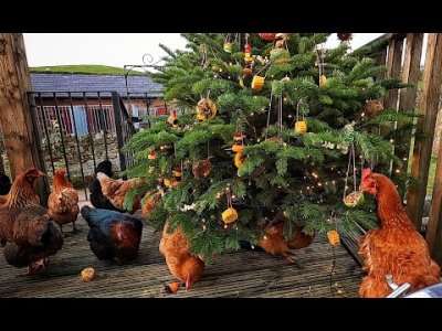 chickensandtree.jpg