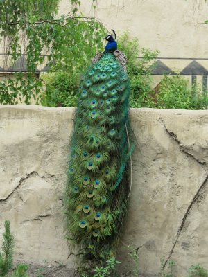 green peacock.jpg