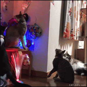 5f6c394e04281a8c311c4e5677963aa4.gif