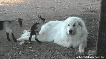 goatsanddog.gif