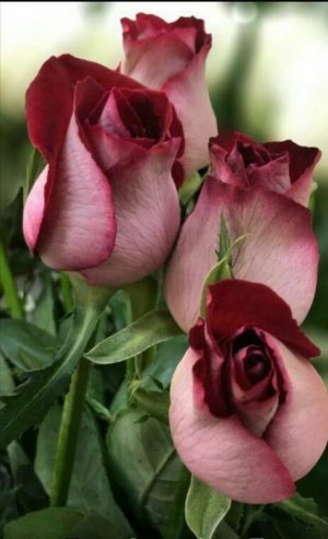 flower a day buds.jpg