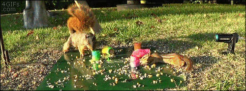 04-funny-gif-273-squirrel-shoots-a-slinky-at-chipmunk.gif