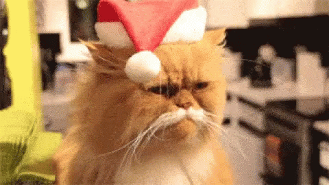 1733750463212.gif