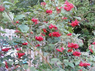 rosehips-aug--farm.JPG
