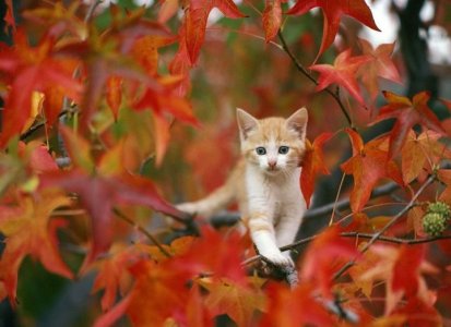 kitten autumn.jpg