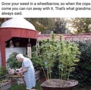 weed.jpg
