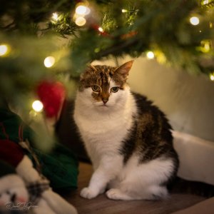 Bokeh Cat.jpg