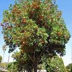 Fire-Wheel Tree – Santa Barbara Beautiful