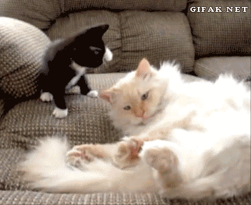 1733830170382.gif