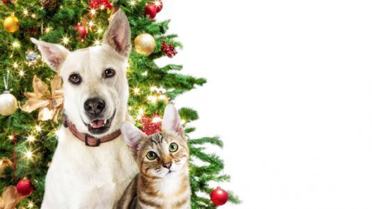 dog. cat. tree.jpg