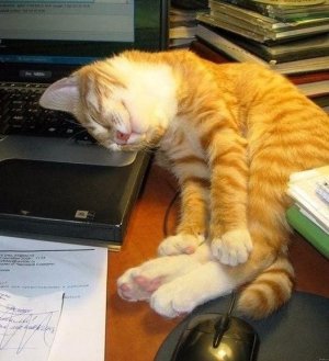 cattitude comp.jpg