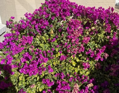 IMG_3118.jpeg