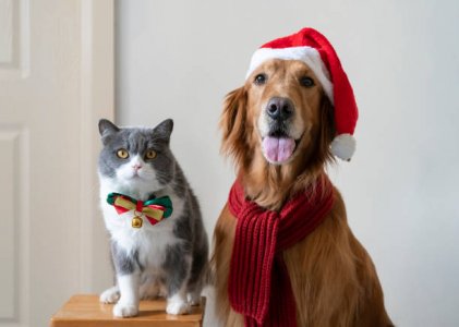 golden retriever and cat.jpg