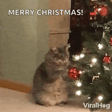 kitty-claws-christmas-tree-cat-playing-with-christmas-tree.gif