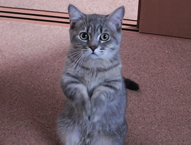 1734000231286.gif