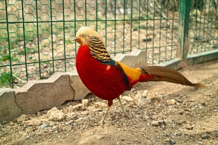 multi rooster-1311518_1280.jpg