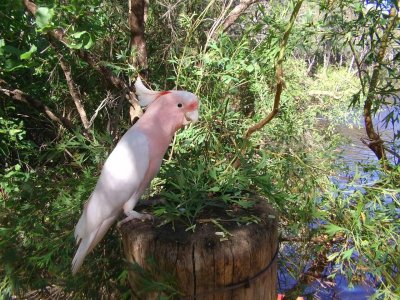 pink cockatoo.jpg