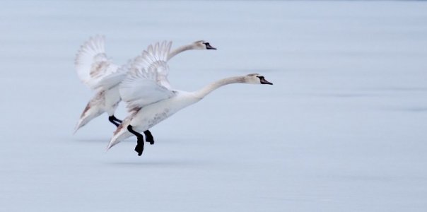 white geese flight.jpg