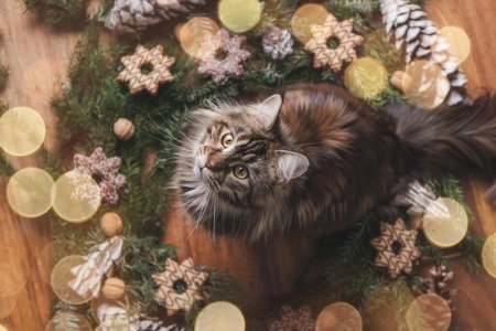 cat-7650987_1280-ezgif.com-png-to-jpg-converter.jpg