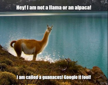 alpaca1.jpg