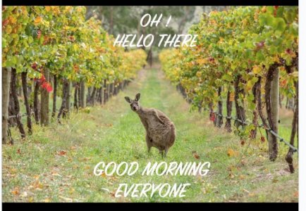 Good Morning.jpeg