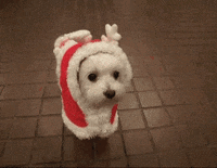200w.gif