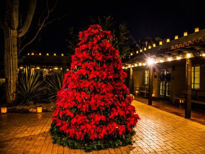 DBG_Poinsettia.4.jpg