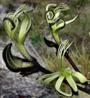 black kangaroo paw.jpg