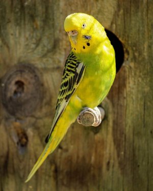 green parakeet.jpg