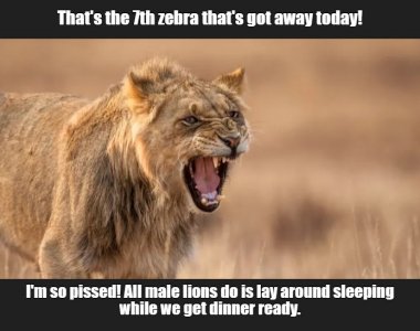 lioness.jpg