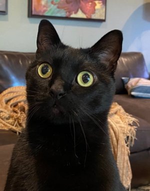 Bugsy Alert.jpg