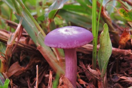 pink toadstool.jpg