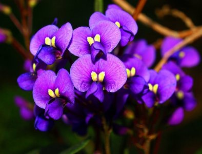coral pea.jpg