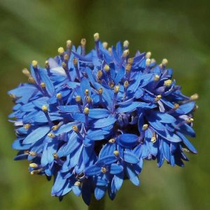 Blue pincushion.jpg